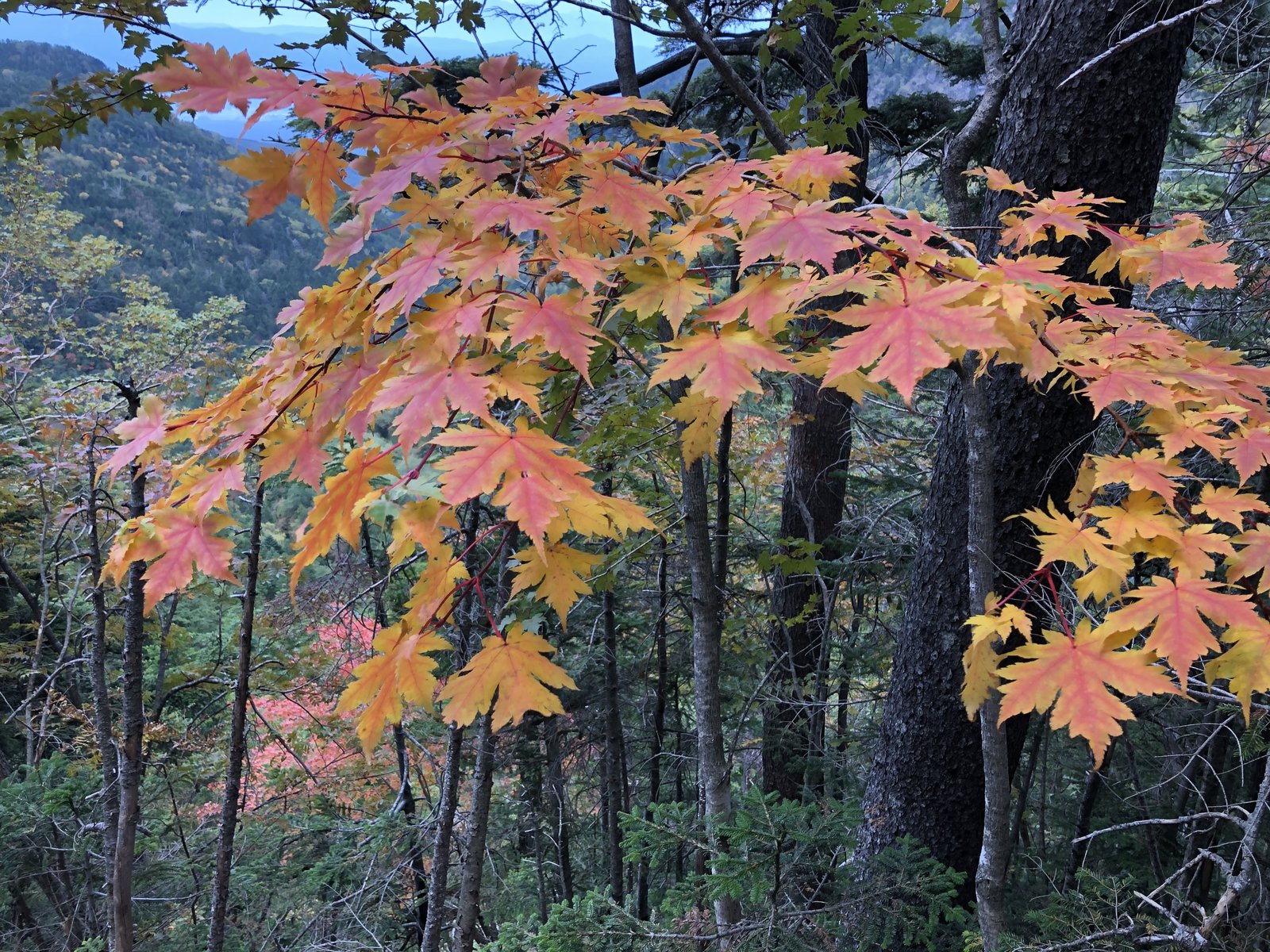 硫黄岳から赤岳鉱泉への下りで見た紅葉 オレンジに色づいたカエデの葉と樹林 ヤマカルテ