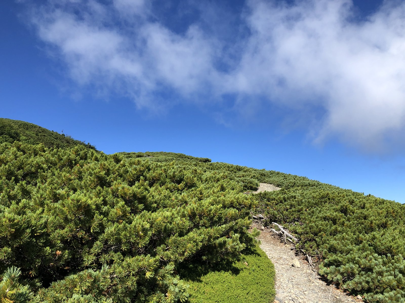 蝶ヶ岳 稜線へ向かう最後の登り ハイマツ帯の登山道 ヤマカルテ