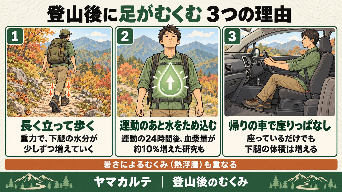 登山後に足がむくむ3つの理由 長く立って歩くと重力で下腿の水分が増える、運動の24時間後に血漿量が約10%増えた研究、帰りの車で座りっぱなし、暑さによる熱浮腫も重なる ヤマカルテ