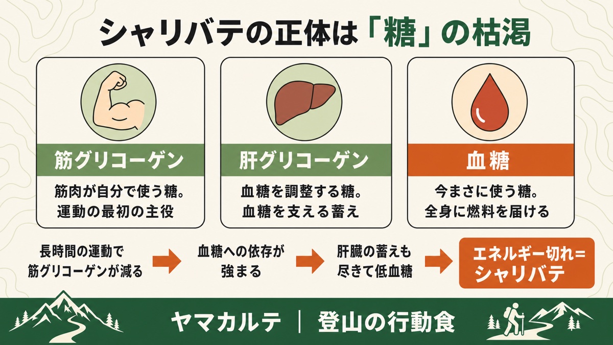 シャリバテの正体は糖の枯渇 筋グリコーゲン・肝グリコーゲン・血糖の3つと枯渇の流れ ヤマカルテ