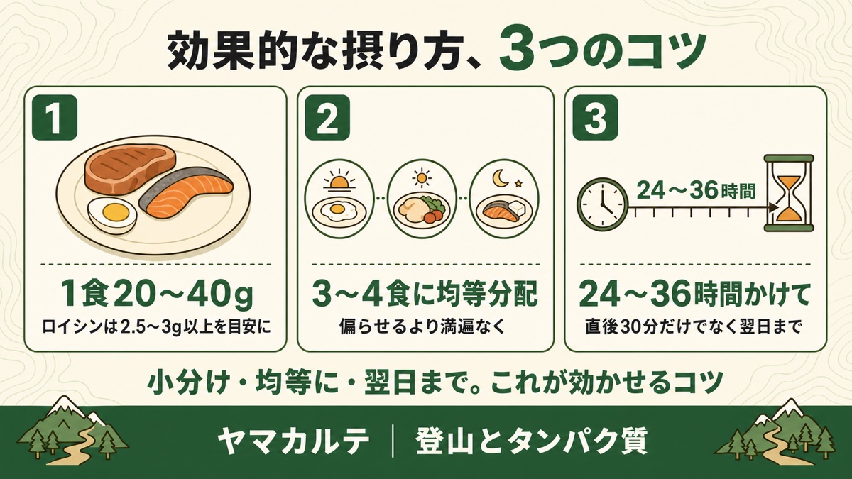 タンパク質の効果的な摂り方3つのコツ 1食20〜40g・3〜4食に均等分配・24〜36時間かけて ヤマカルテ