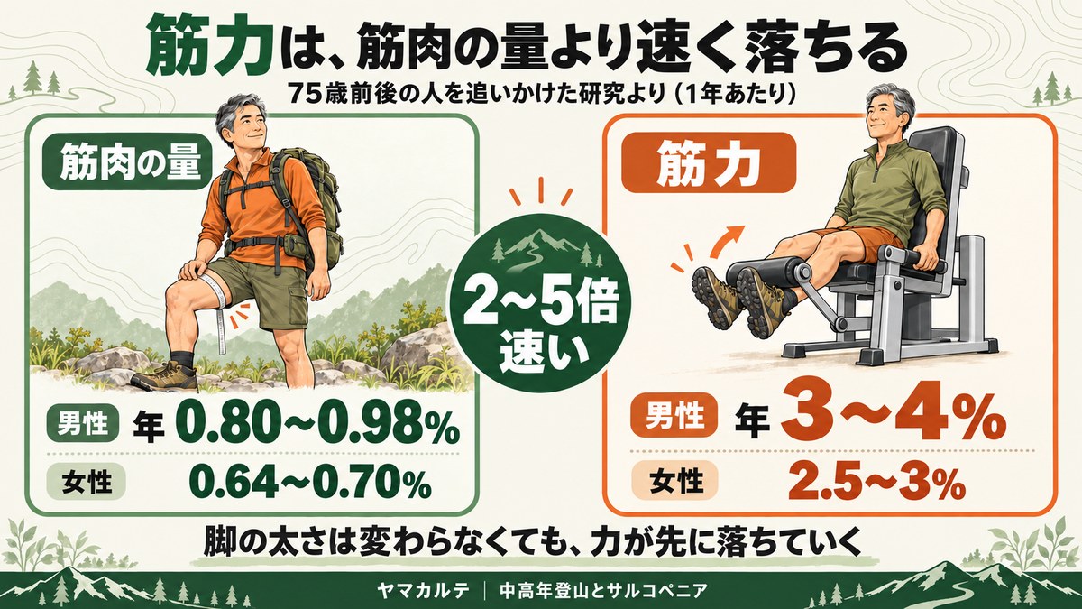 筋力は筋肉の量より速く落ちる 75歳前後の研究で筋肉の量は男性年0.80〜0.98%・女性0.64〜0.70% 筋力は男性年3〜4%・女性2.5〜3%で2〜5倍速い ヤマカルテ