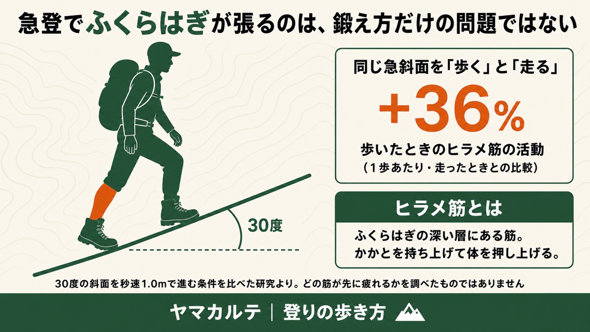 30度の急斜面を歩くとヒラメ筋の活動が走ったときより36%多い 急登でふくらはぎが張る理由 登山の登りの歩き方 ヤマカルテ