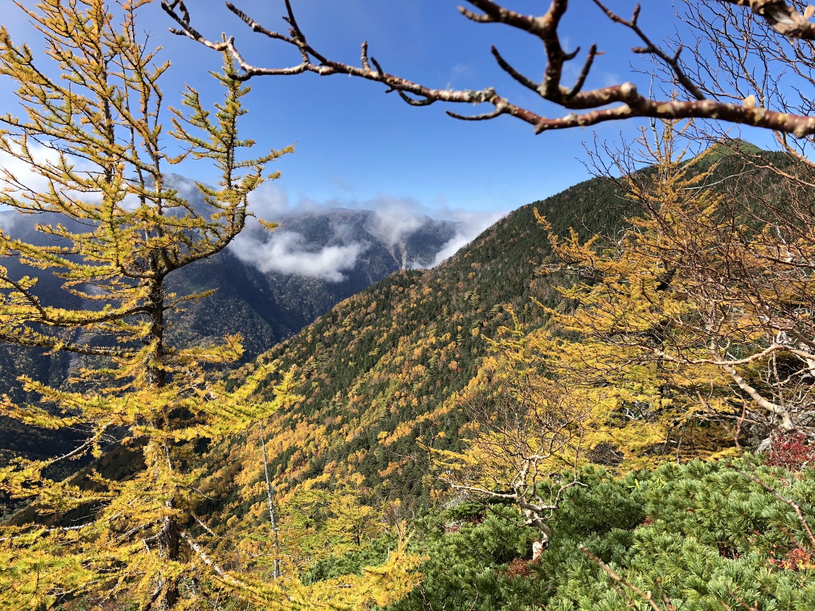 黄色く色づいたカラマツと紅葉の尾根 仙水峠から駒津峰への急登 甲斐駒ヶ岳