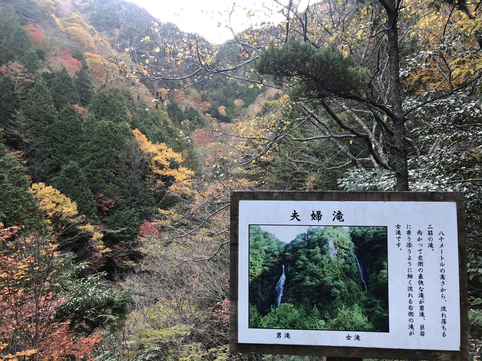 木々で滝が見えない夫婦滝展望台の案内板と紅葉の谷 小秀山