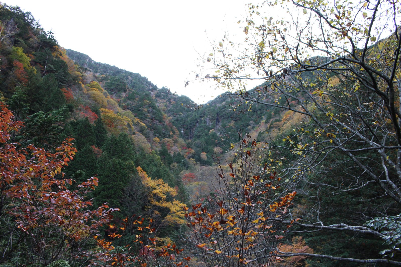 旧夫婦滝展望台から見下ろす紅葉の谷 小秀山 二ノ谷ルート