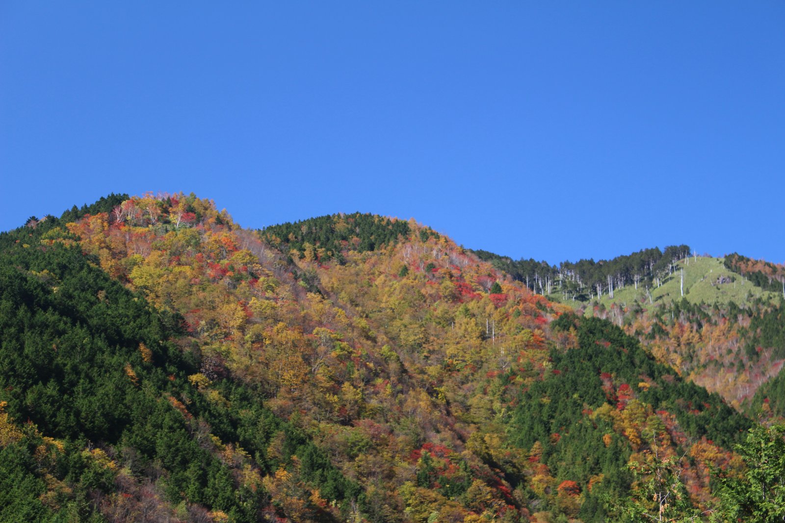 青空の下で赤や黄色に色づいた山肌 乙女渓谷の紅葉