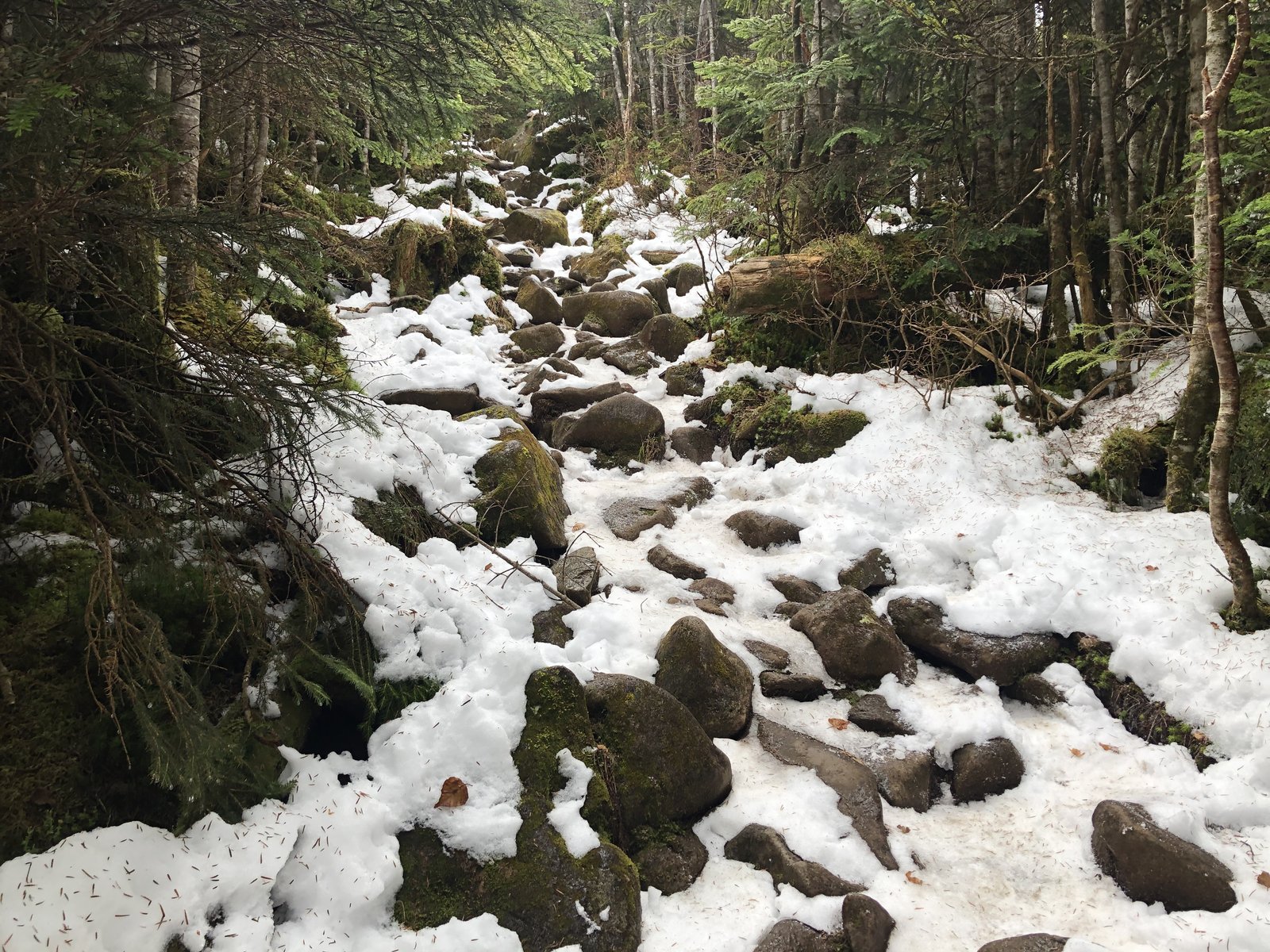 雪が残る岩だらけの登山道 中山へ向かう北八ヶ岳の樹林帯 初冬の残雪 ヤマカルテ