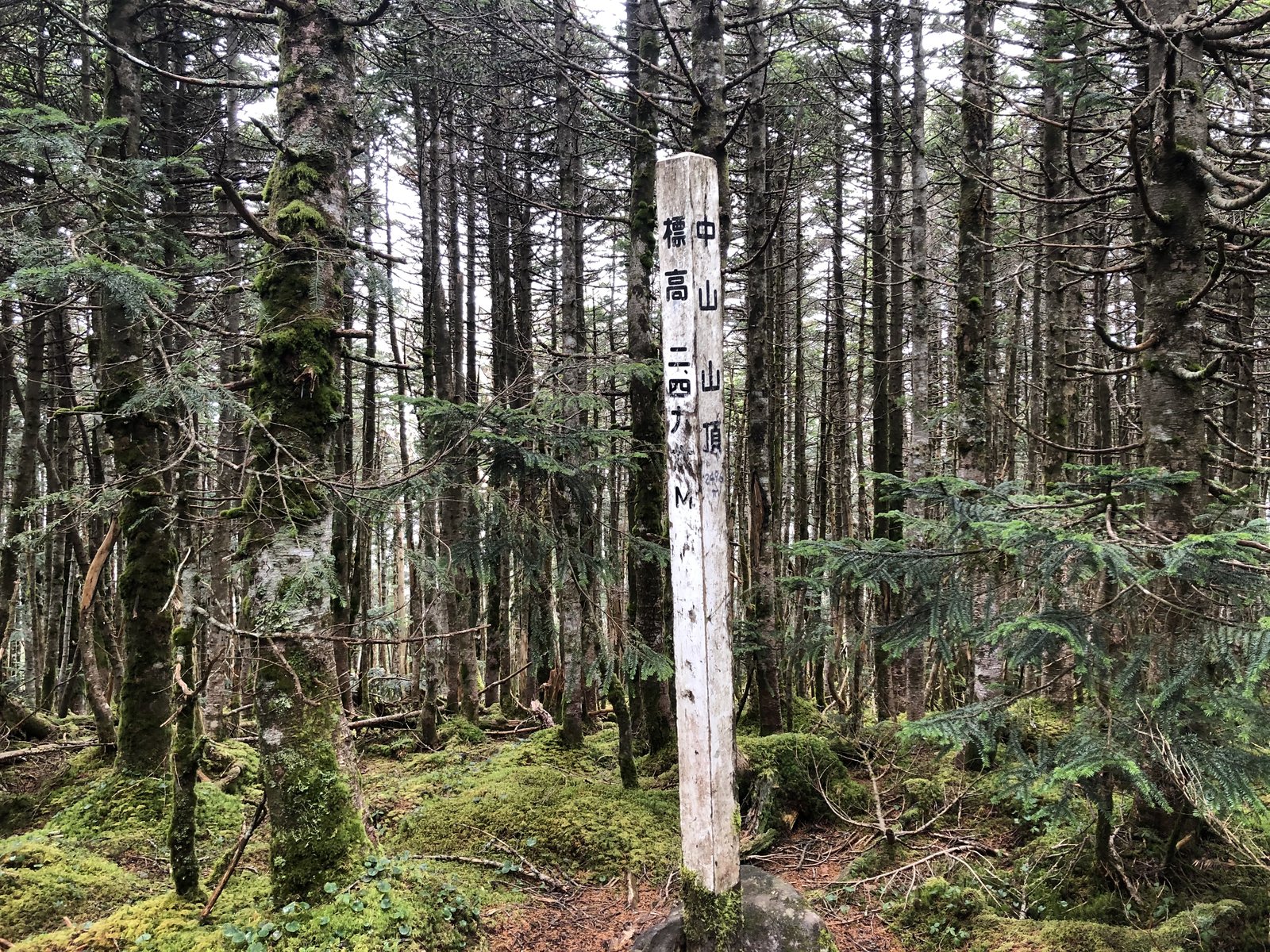 樹林帯のなかに立つ中山山頂の標柱 北八ヶ岳 ヤマカルテ