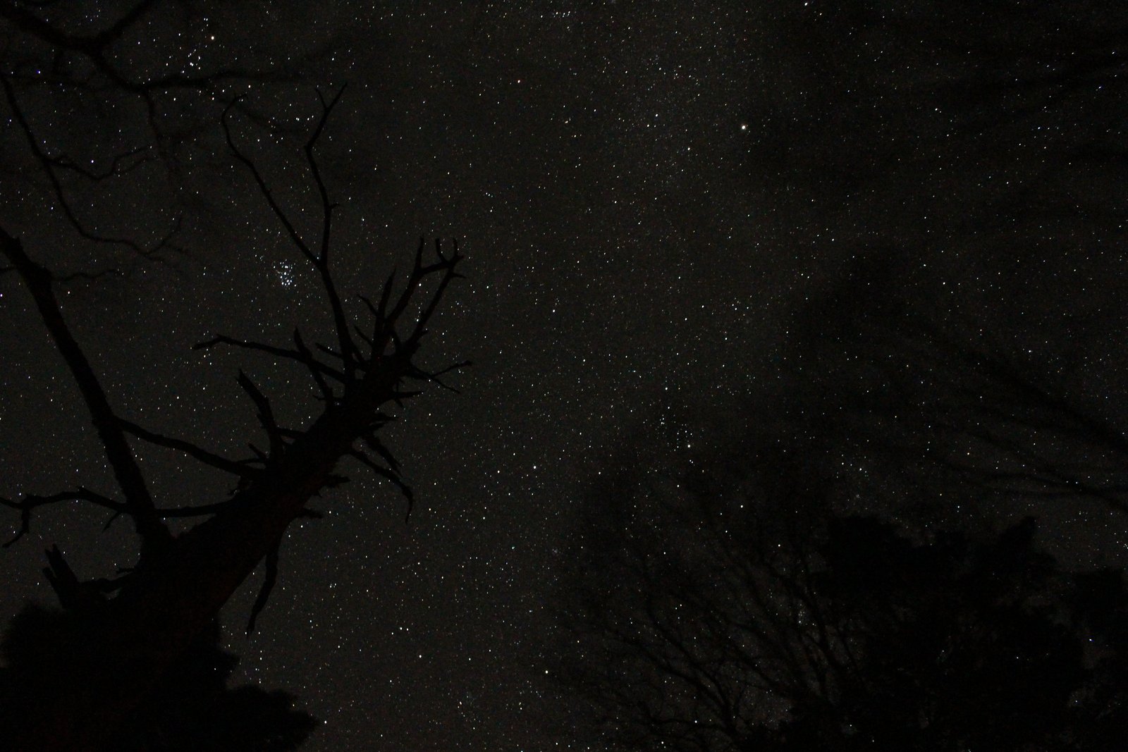 白駒池キャンプ場から見上げた満天の星空と木のシルエット 北八ヶ岳の夜 ヤマカルテ