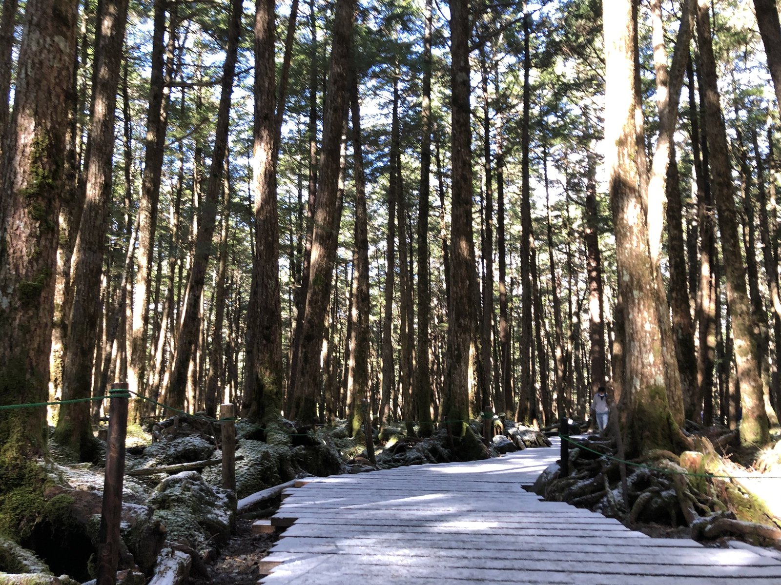 朝日が差し込む白い木道と針葉樹の森 白駒池から麦草峠へ戻る道 ヤマカルテ
