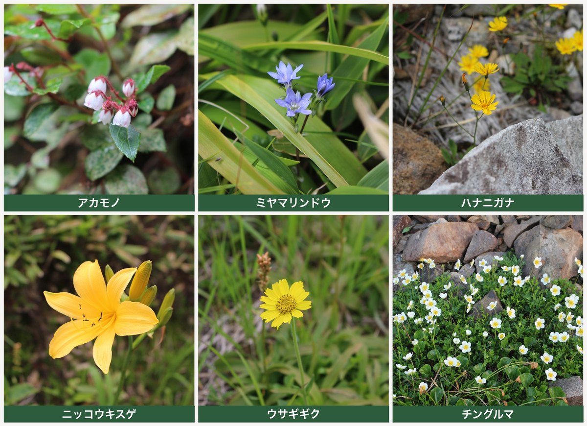 薬師岳の高山植物 アカモノ・ミヤマリンドウ・ハナニガナ・ニッコウキスゲ・ウサギギク・チングルマ ヤマカルテ